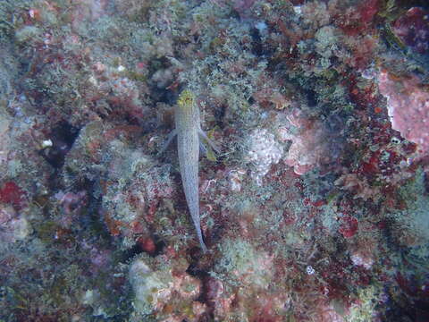 Image of Golden Goby