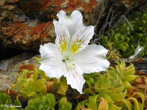 Image of Lily of the Incas