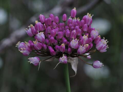 Image of Allium carmeli Boiss.