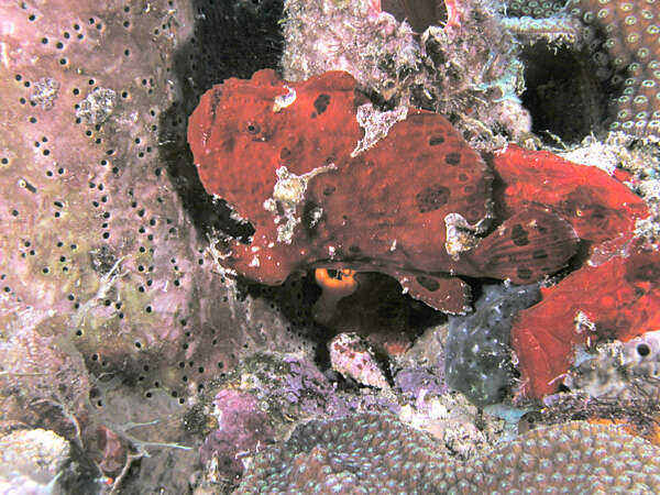 Image of Flagpole Frogfish