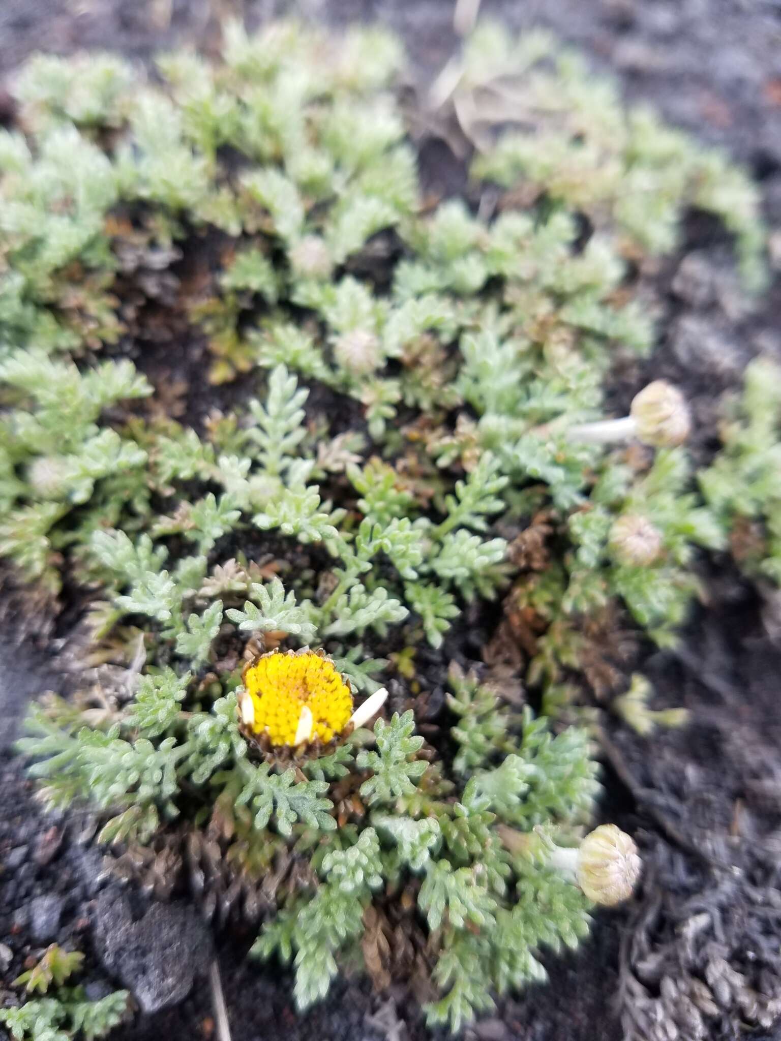 Image of Anthemis aetnensis Schouw