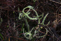 Image of Drosera binata Labill.