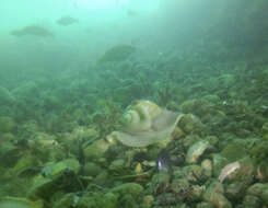 Image of common northern moonsnail