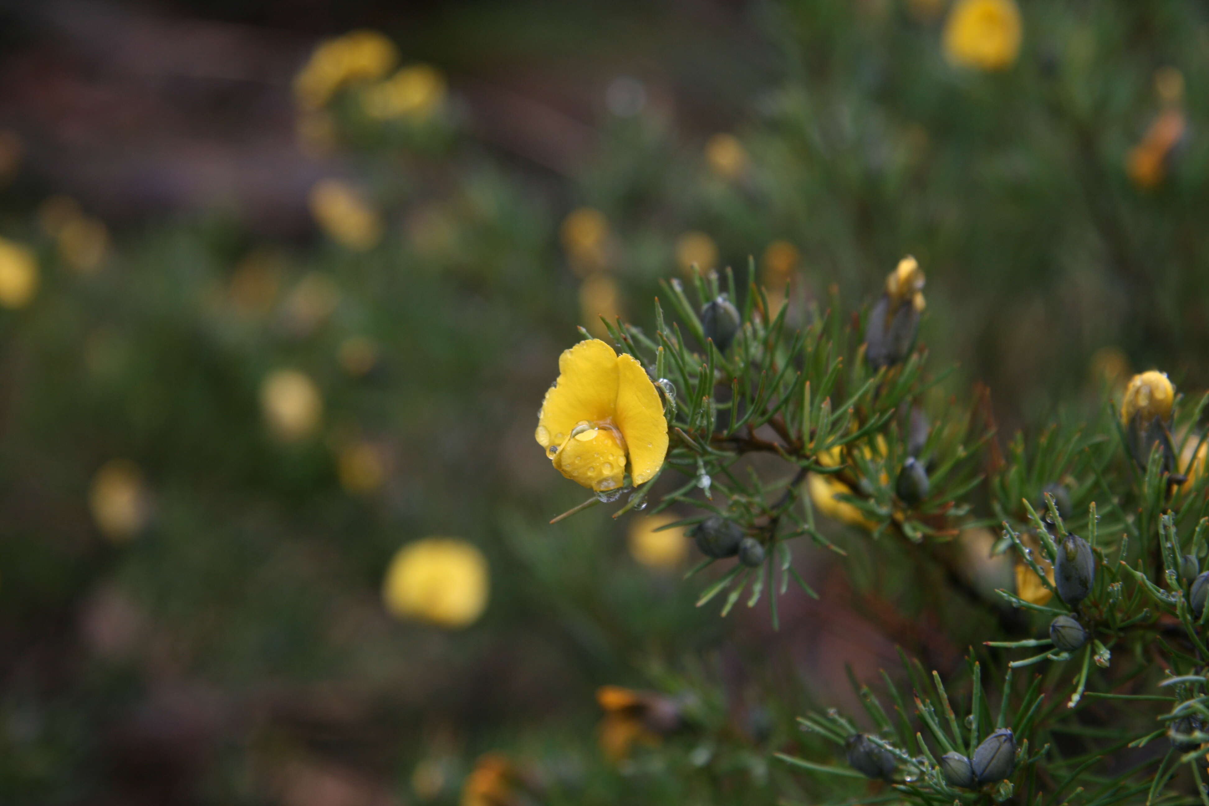 Слика од Gompholobium grandiflorum Sm.