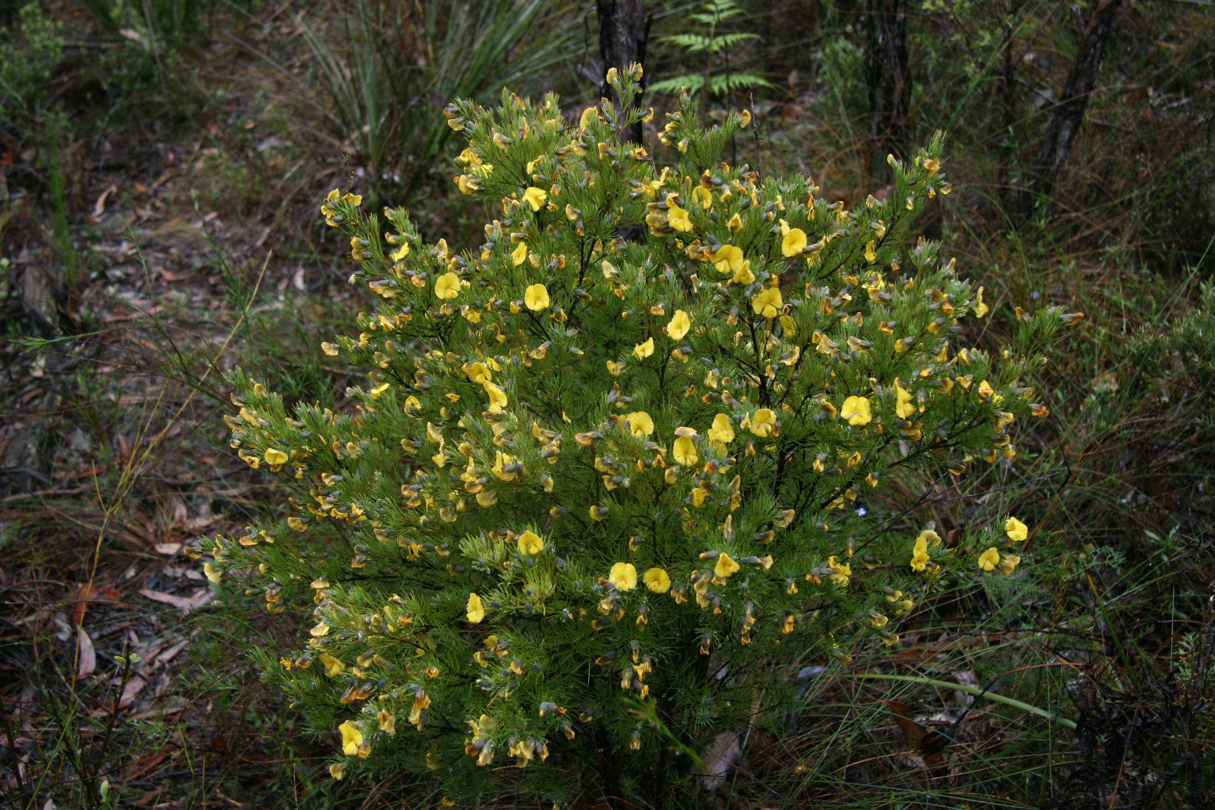 Слика од Gompholobium grandiflorum Sm.