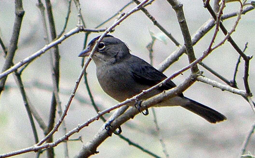 صورة Coryphospingus pileatus (Wied-Neuwied 1821)