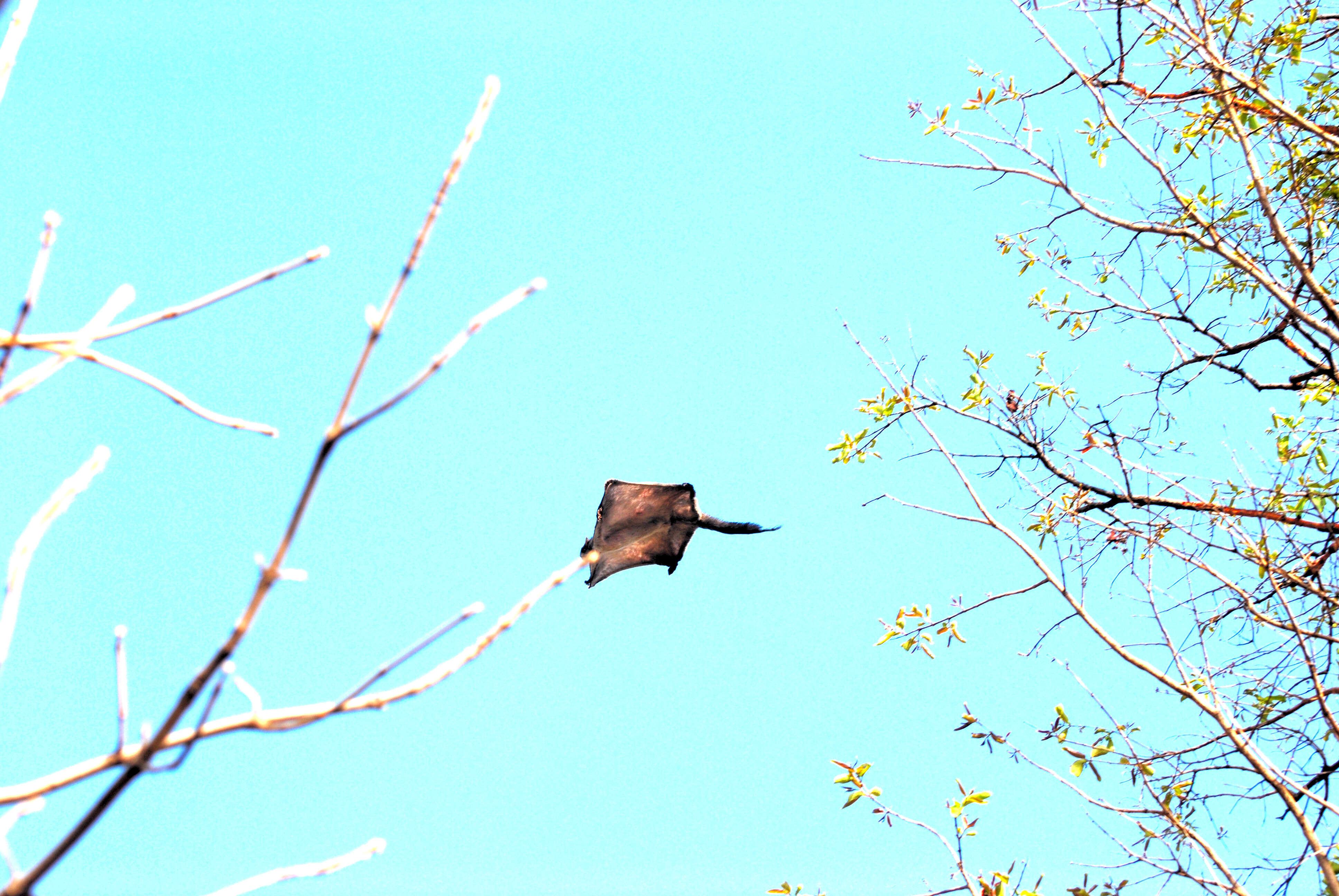 Image of Mexican Flying Squirrel