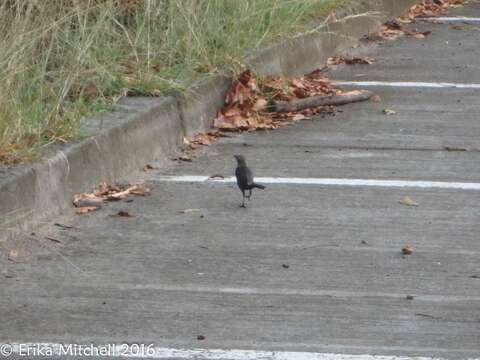 Image of Carib Grackle