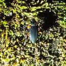 Carabus (Ctenocarabus) galicianus Gory 1839 resmi