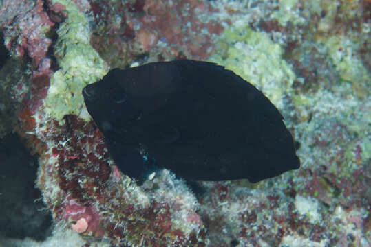 Image of Dusky angel-fish