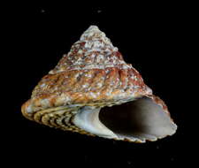 Image de Pomaulax gibberosus (Dillwyn 1817)