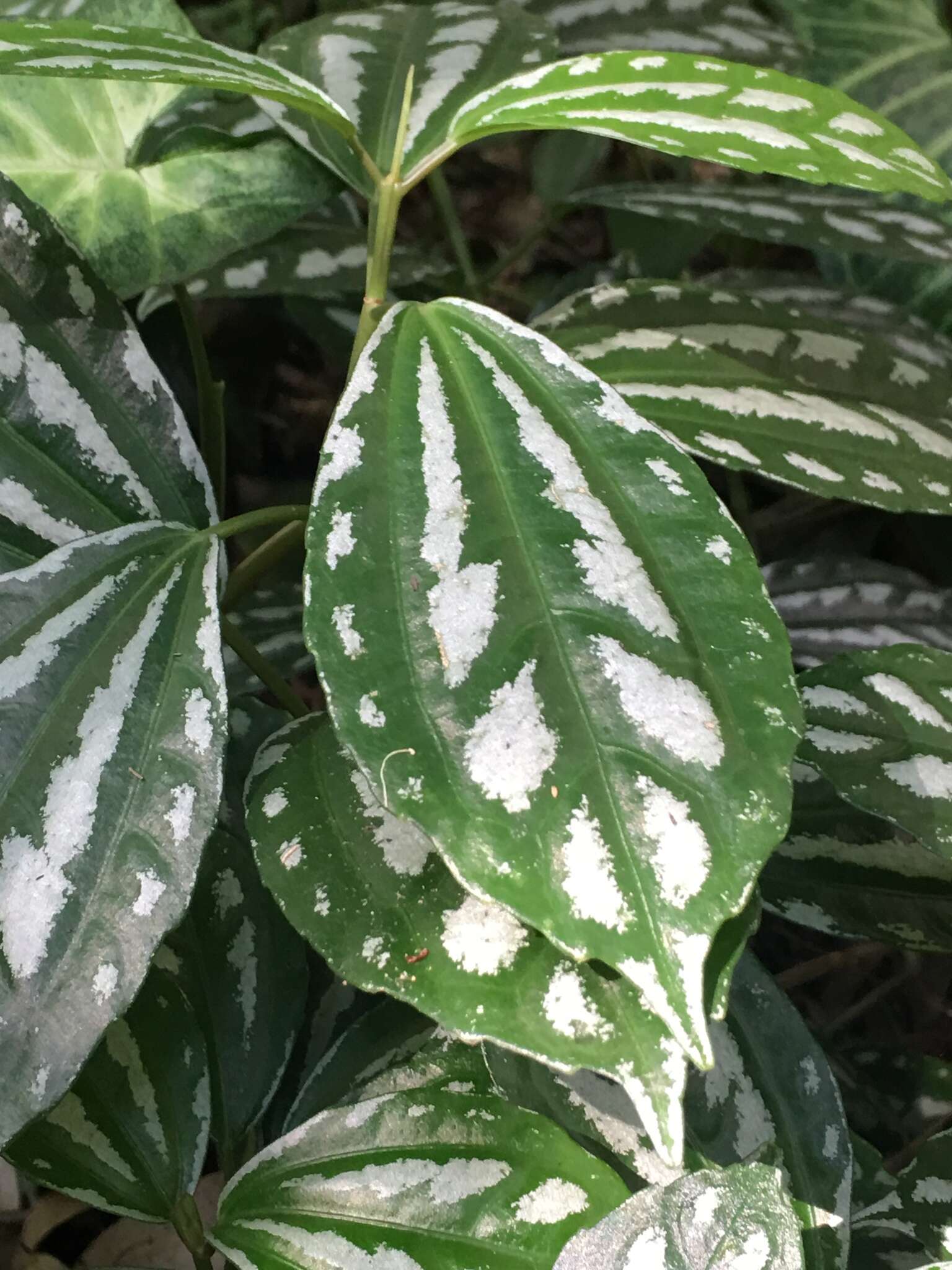 Imagem de Pilea cadierei Gagnep. & Guillaum.