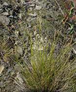 Image of Carex parallela subsp. redowskiana (C. A. Mey.) T. V. Egorova