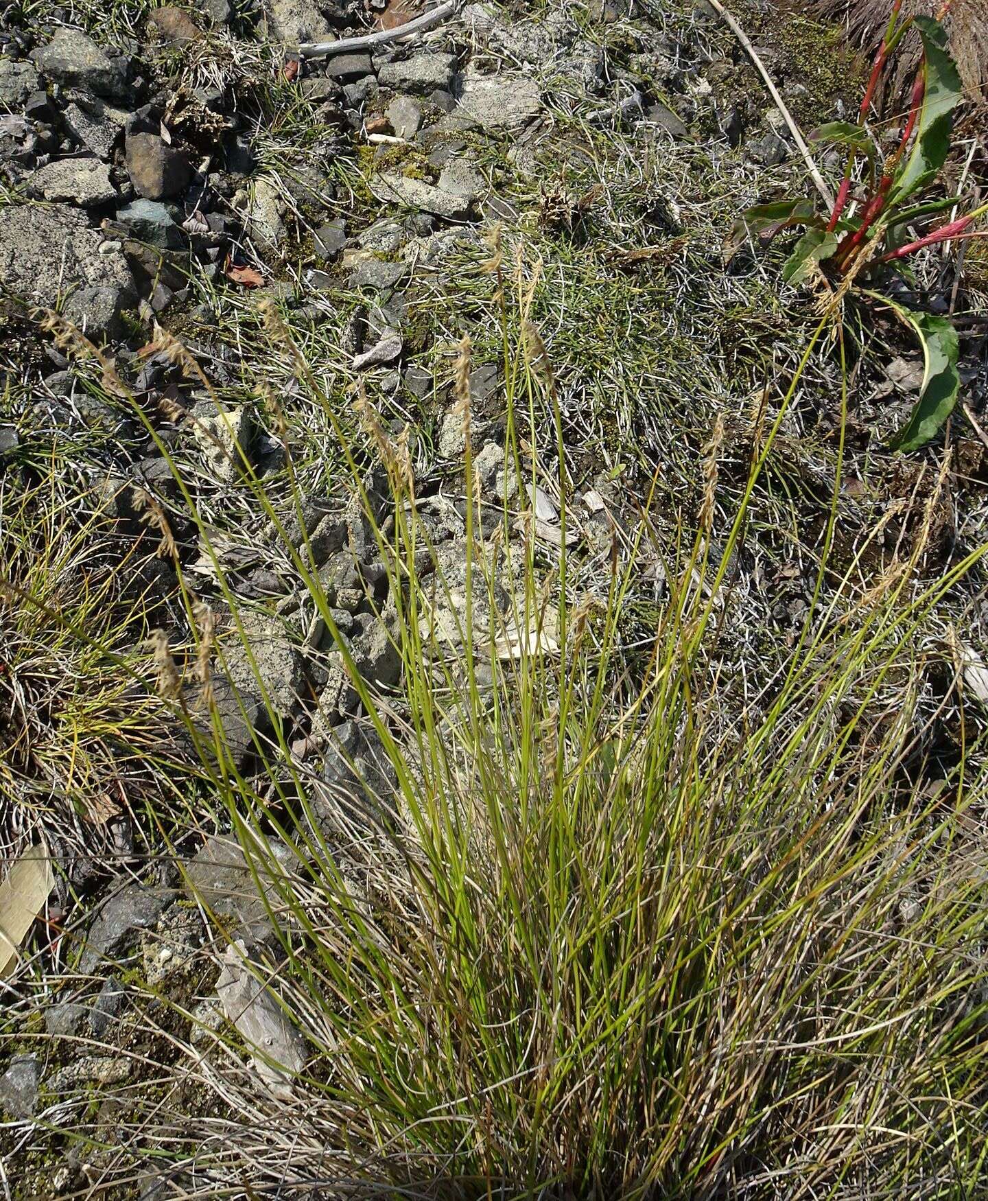 Слика од Carex parallela subsp. redowskiana (C. A. Mey.) T. V. Egorova