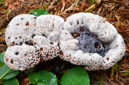 Image of Hydnellum cyanopodium K. A. Harrison 1964