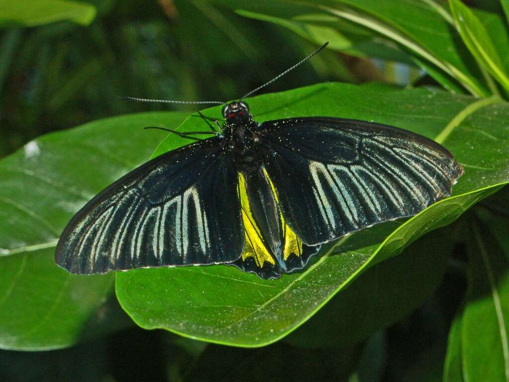 Image of Golden Birdwing Butterfly