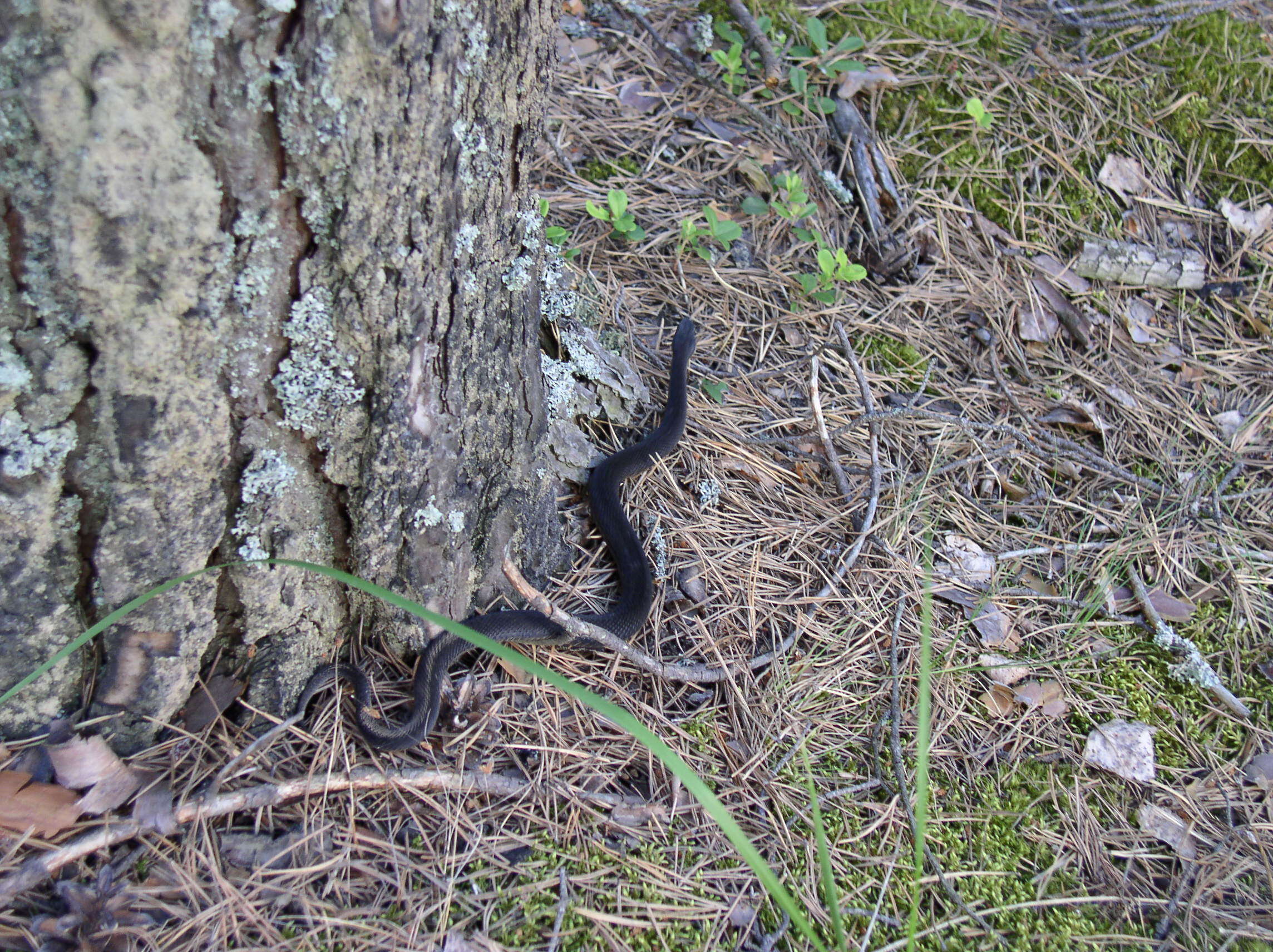 Image of Adder