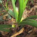 Philodendron martianum Engl. resmi