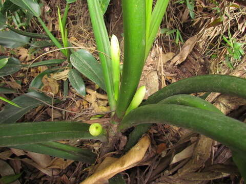 Philodendron martianum Engl. resmi