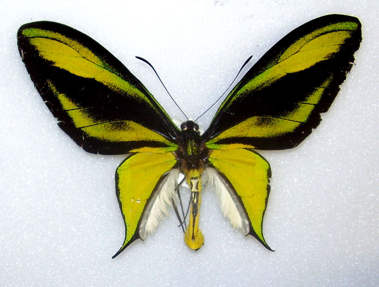 Слика од Ornithoptera paradisea Staudinger 1893