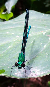 Image of Western Bluewing