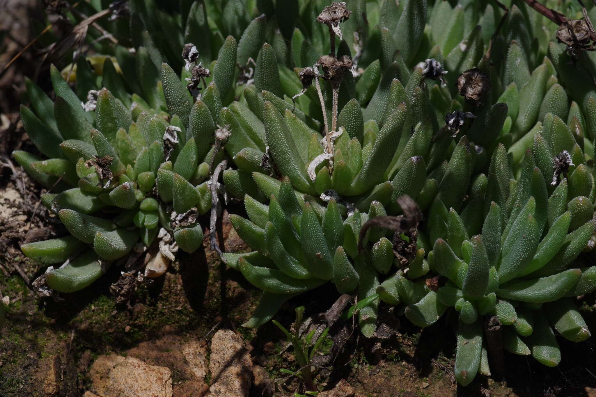 Delosperma dyeri L. Bol. resmi