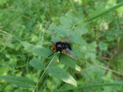 Image de Tachina grossa (Linnaeus 1758)