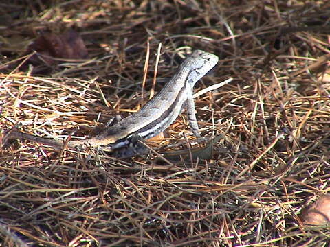 صورة Sceloporus woodi Stejneger 1918