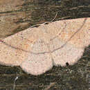 Image of Cyclophora suppunctaria Zeller 1847