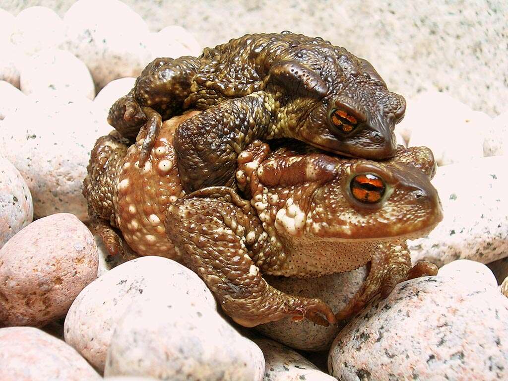 Image of Common Toad