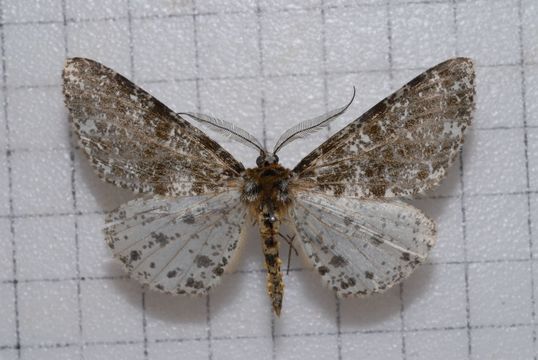 Image of <i>Arichanna picaria</i> Wileman 1910