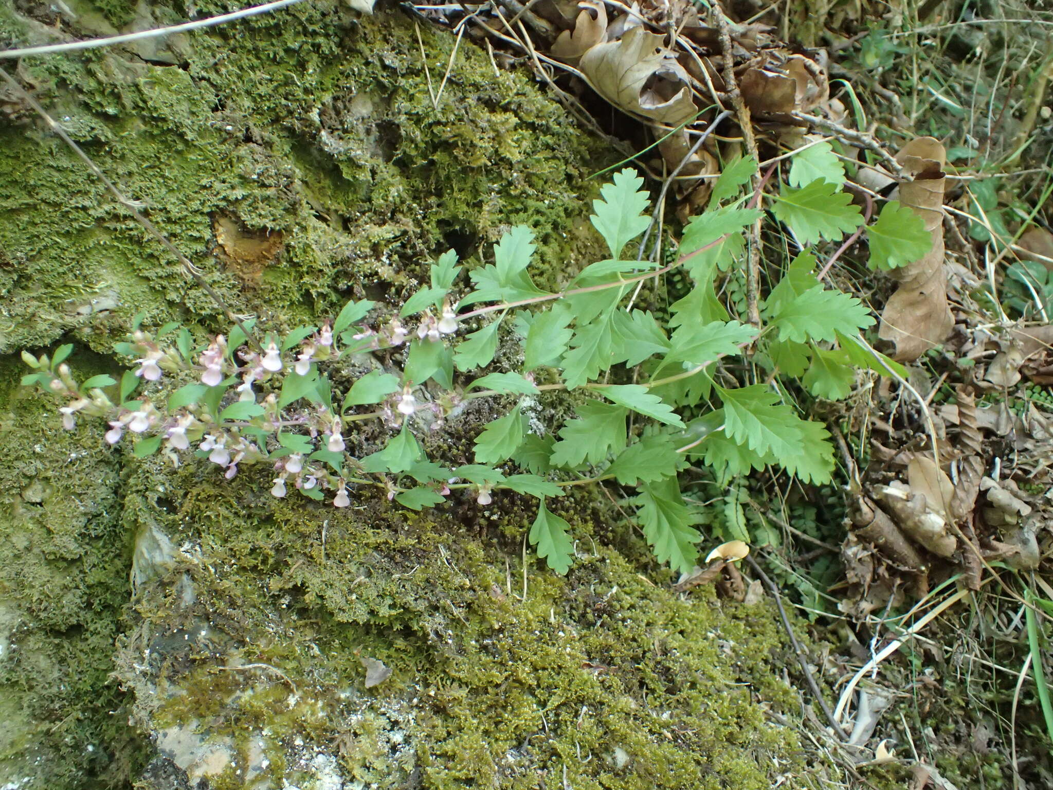 Image of Teucrium lucidum L.