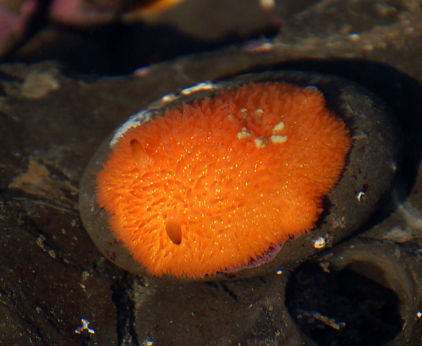 Image of Orange-peel doris