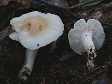 Image de Hygrocybe angustifolia (Murrill) Candusso 1997