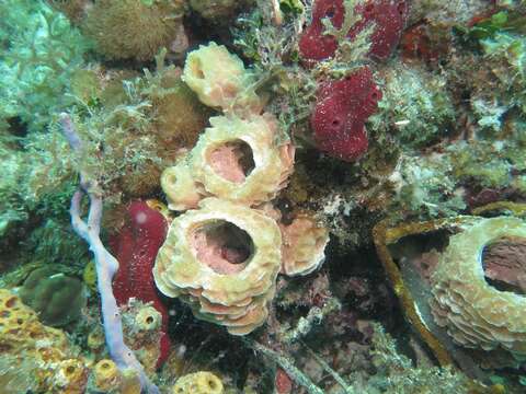 Image of Azure Vase Sponge