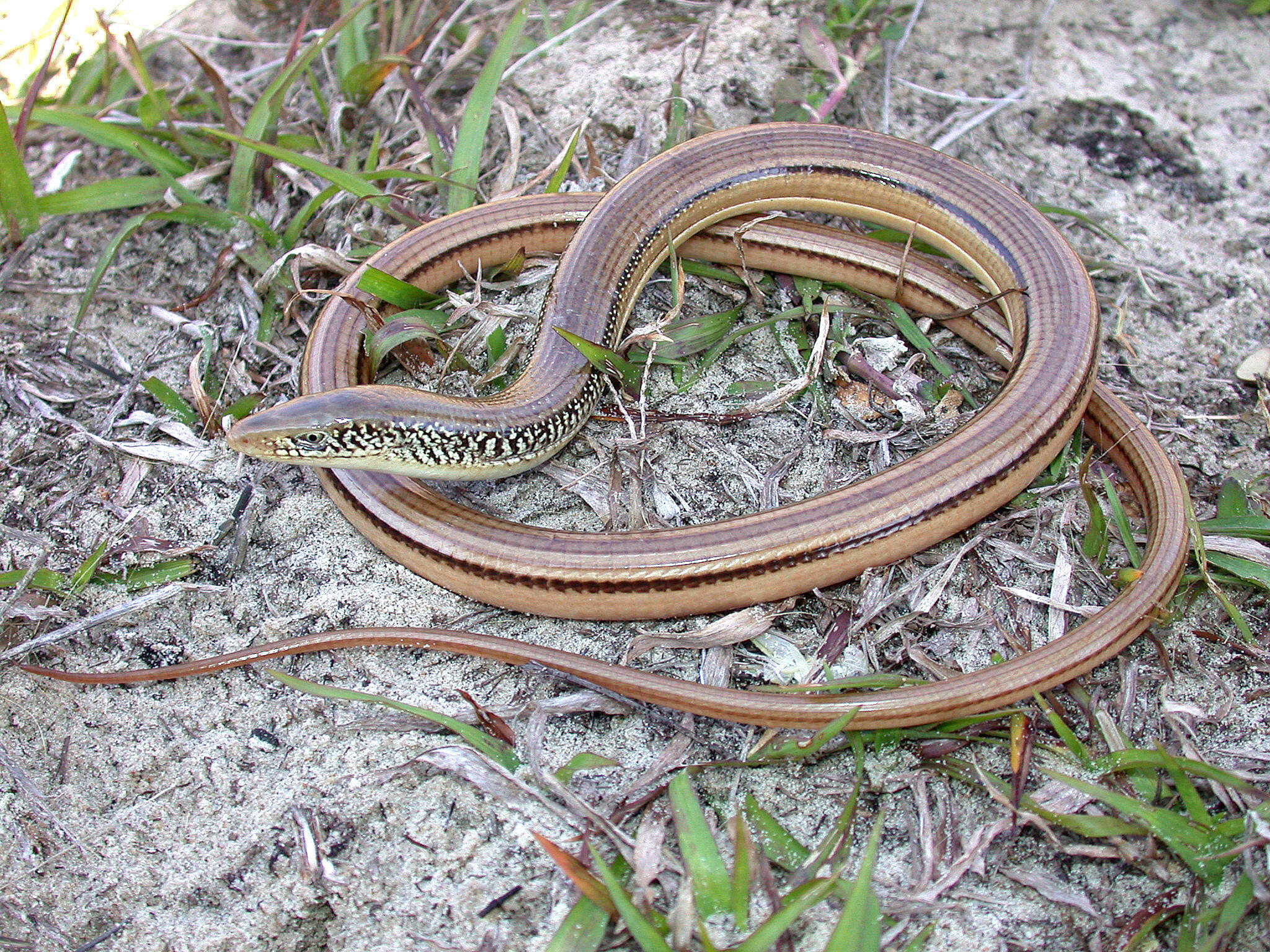 Image of Island Glass Lizard