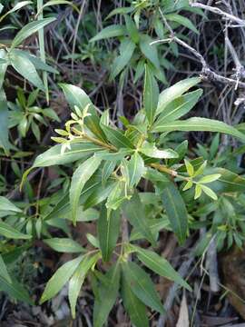 Image of Ceratopetalum gummiferum Sm.