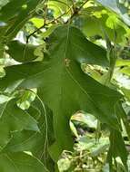 Image of Stigmella quercipulchella (Chambers ex Hayden 1882) Wilkinson et al. 1979