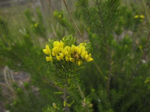 Plancia ëd Xiphotheca rosmarinifolia