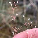 Image of Thread-Stem Carpetweed