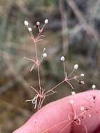 Image of Thread-Stem Carpetweed