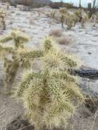 Image of Munz Cholla