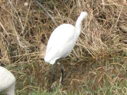 Image of Intermediate Egret