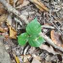 Imagem de Lackeya multiflora (Torr. & A. Gray) Fortunato et al.