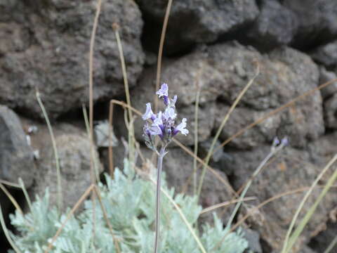 Image of Lavandula buchii Webb & Berthel.