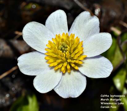 Image de Caltha leptosepala DC.