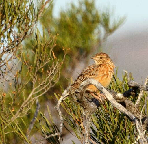 Image of Cape Clapper Lark