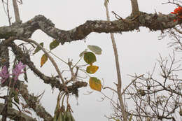 Plancia ëd Erythrina edulis Micheli