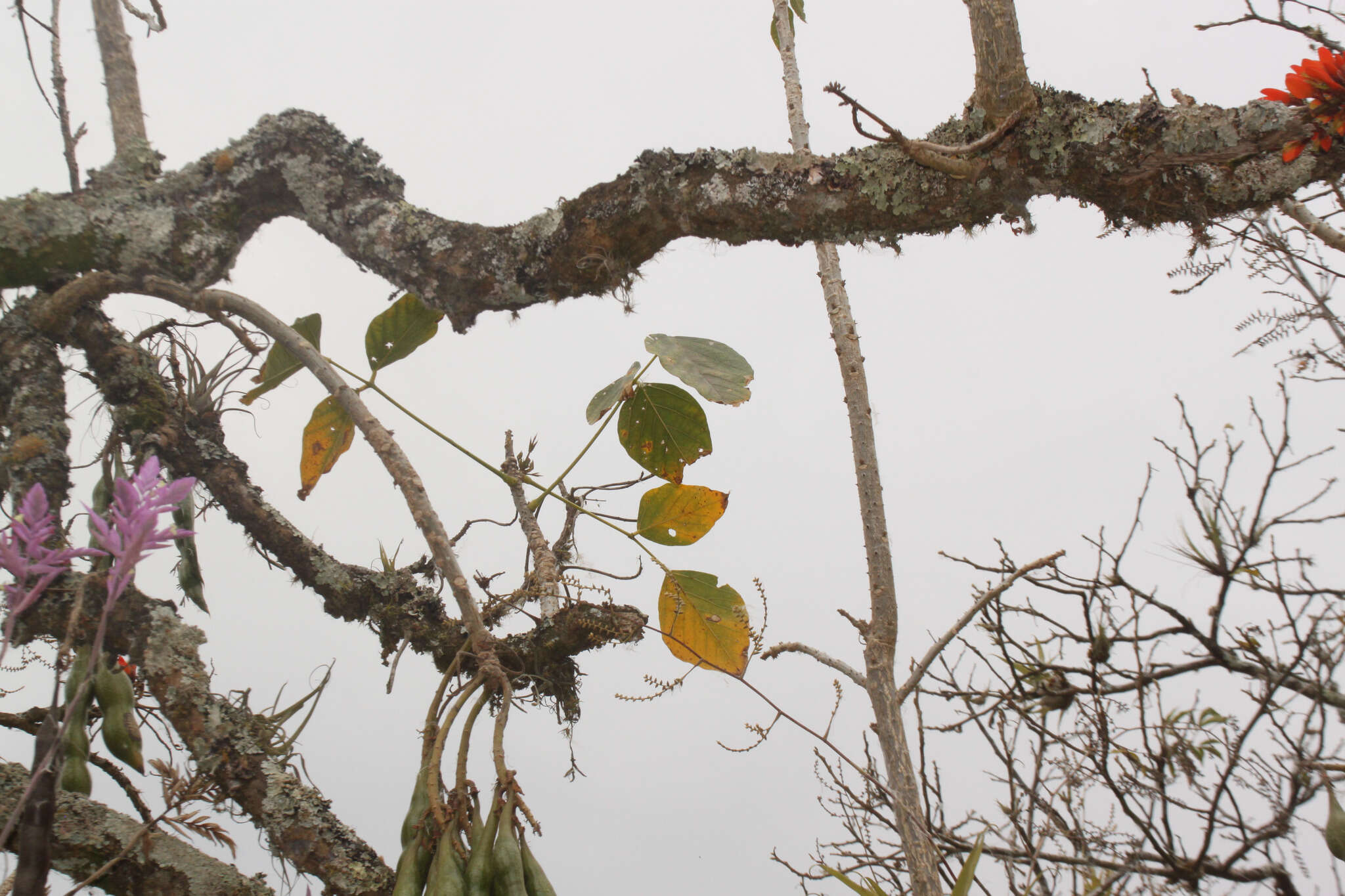 Image of Erythrina edulis Micheli