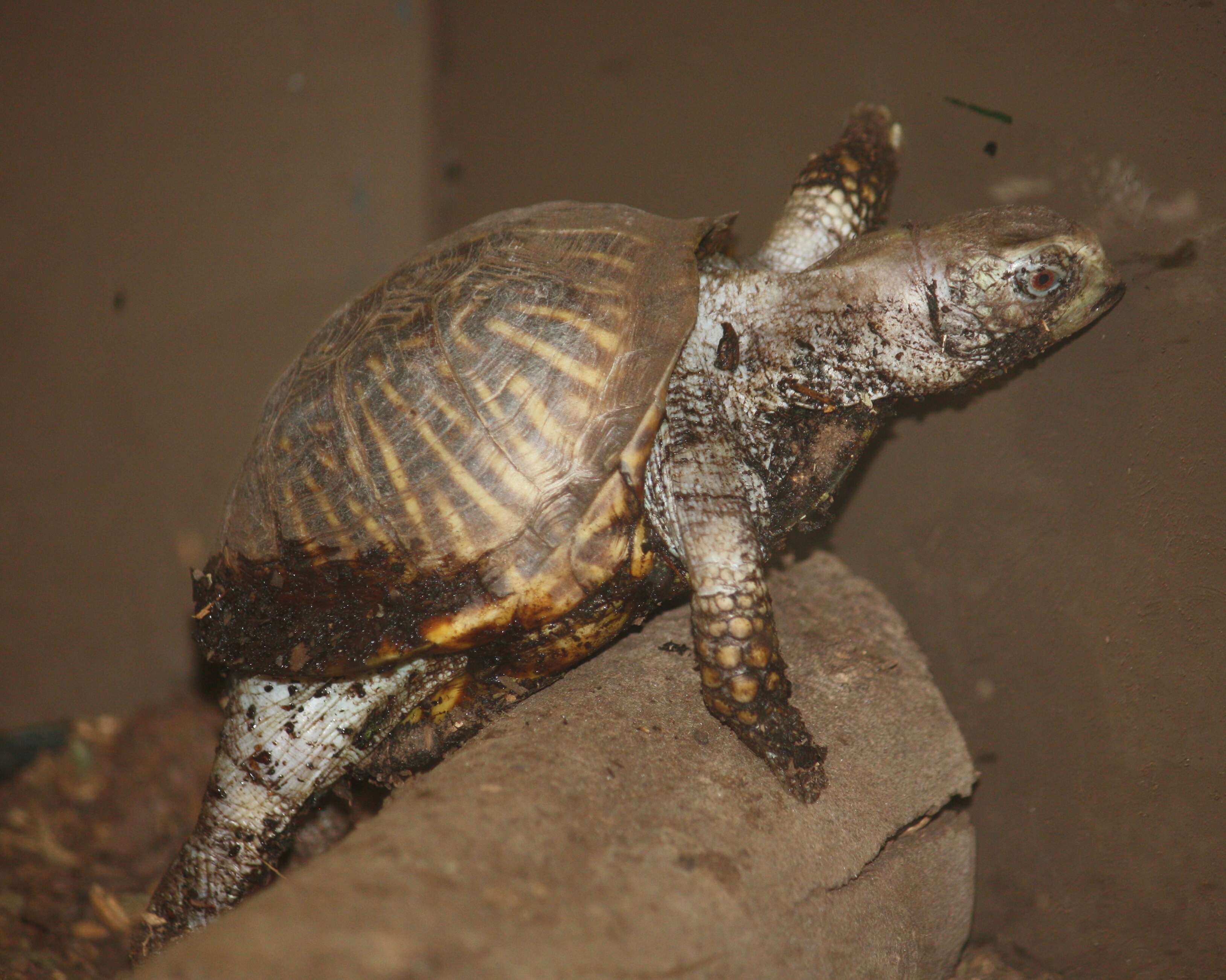 Plancia ëd Terrapene ornata ornata (Agassiz 1857)